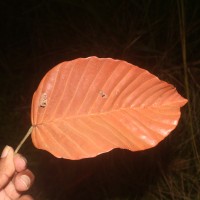 Dipterocarpus zeylanicus Thwaites